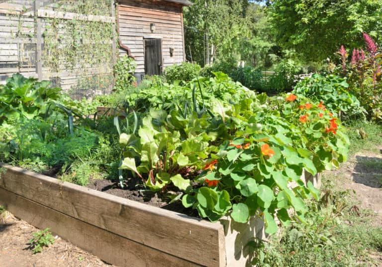 119 Green-Thumb Approved Raised Garden Bed Ideas with Pictures