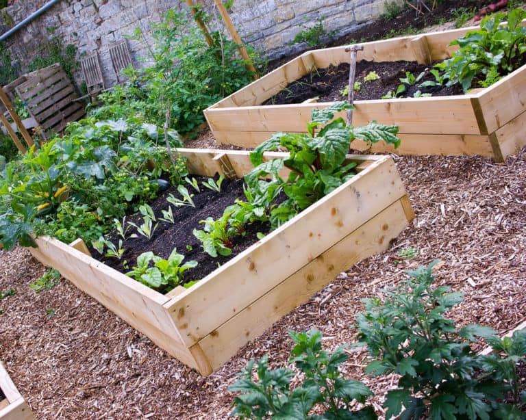 119 Green-Thumb Approved Raised Garden Bed Ideas with Pictures